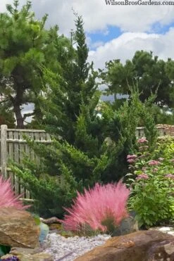 Hollywood Torulosa Juniper - 1 Gallon Pot -Plant Lover House Shop juniperus chinensis torulosa hollywood 101 1