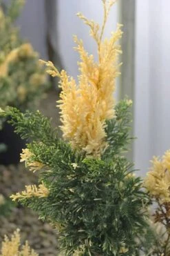 Variegated Hollywood Juniper - 1 Gallon Pot -Plant Lover House Shop juniperus chinensis torulosa variegata 3