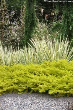 All Gold Golden Pacific Juniper - 6 Pack Of 1 Gallon Pots -Plant Lover House Shop juniperus conferta all gold pacific shore juniper 20