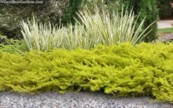 All Gold Golden Pacific Juniper - 2 Gallon Pot -Plant Lover House Shop juniperus conferta all gold pacific shore juniper 21 1