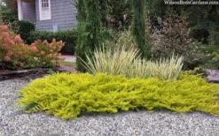 All Gold Golden Pacific Juniper - 2 Gallon Pot -Plant Lover House Shop juniperus conferta all gold pacific shore juniper 22 1