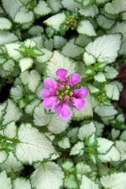 Red Nancy Lamium - 5 Pack Of Pint Pots -Plant Lover House Shop lamium maculatam red nancy spotted dead nettle 2
