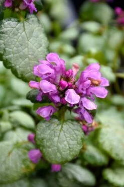 Red Nancy Lamium - 5 Pack Of Pint Pots -Plant Lover House Shop lamium maculatam red nancy spotted dead nettle 3
