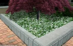 Purple Dragon Lamium - 1 Gallon Pot -Plant Lover House Shop lamium maculatam white nancy spotted dead nettle 105 1