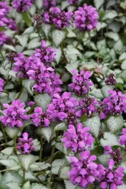 Purple Dragon Lamium - 6 Pack Of Pint Pots -Plant Lover House Shop lamium maculatum purple dragon 3