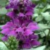 Purple Dragon Lamium - 1 Gallon Pot -Plant Lover House Shop lamium maculatum purple dragon 5 1