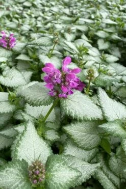 Purple Dragon Lamium - 6 Pack Of Pint Pots -Plant Lover House Shop lamium maculatum purple dragon 7