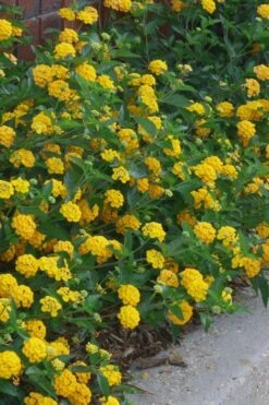 New Gold Hardy Lantana - 6 Pack Of 1 Gallon Pots -Plant Lover House Shop lantana new gold 10