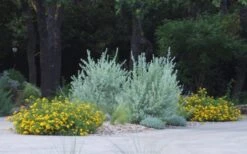 New Gold Hardy Lantana - 6 Pack Of 1 Gallon Pots -Plant Lover House Shop lantana new gold 11