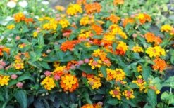 Sonset Hardy Lantana - 1 Gallon Pot -Plant Lover House Shop lantana sonset 105 1