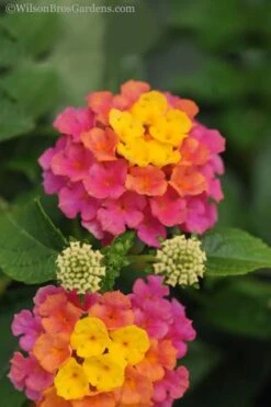 Sonset Hardy Lantana - 5 Pack Of Quart Pots -Plant Lover House Shop lantana sonset 20