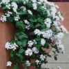 Trailing White Lantana - 5 Pack Of Pint Pots -Plant Lover House Shop lantana trailing white 13