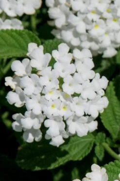 Trailing White Lantana - 5 Pack Of Pint Pots -Plant Lover House Shop lantana trailing white 7