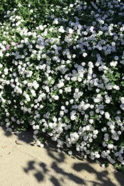 Trailing White Lantana - 5 Pack Of Pint Pots -Plant Lover House Shop lantana trailing white 9