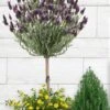 Anouk Spanish Lavender Tree (Single Stem) - 3 Gallon Pot -Plant Lover House Shop lavandula anouk tree form 1