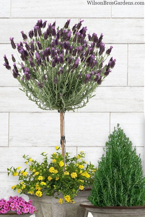 Anouk Spanish Lavender Tree (Single Stem) - 3 Gallon Pot 3 Anouk Spanish Lavender Tree (Single Stem) - 3 Gallon Pot