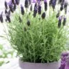 Anouk Spanish Lavender - 5 Pack Of Quart Pots 1 Anouk Spanish Lavender - 5 Pack Of Quart Pots -Plant Lover House Shop lavandula stoechas anouk spanish lavender 1