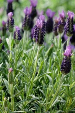Anouk Spanish Lavender - 5 Pack Of Quart Pots -Plant Lover House Shop lavandula stoechas anouk spanish lavender 2
