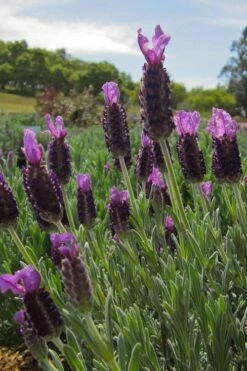 Anouk Spanish Lavender Tree (Single Stem) - 3 Gallon Pot 11 Anouk Spanish Lavender Tree (Single Stem) - 3 Gallon Pot -Plant Lover House Shop lavandula stoechas anouk spanish lavender 4 1
