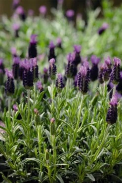 Anouk Spanish Lavender - 5 Pack Of Quart Pots -Plant Lover House Shop lavandula stoechas anouk spanish lavender 5