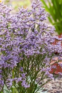 Dazzle Rocks Statice (Limonium) - 1 Gallon Pot -Plant Lover House Shop limonium dazzle rocks statice 2