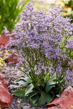 Dazzle Rocks Statice (Limonium) - 1 Gallon Pot -Plant Lover House Shop limonium dazzle rocks statice 3