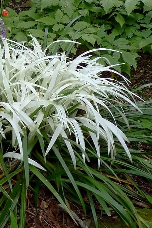 Okina Liriope (Frosted Monkey Grass) - 6 Pack Of 1 Gallon Pots 3 Okina Liriope (Frosted Monkey Grass) - 6 Pack Of 1 Gallon Pots