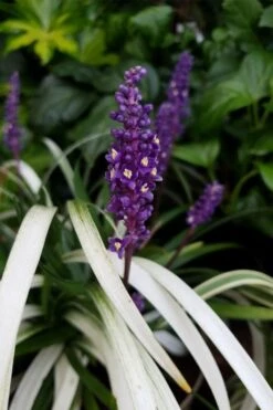 Okina Liriope (Frosted Monkey Grass) - 1 Gallon Pot -Plant Lover House Shop liriope muscari okina lilyturf 4