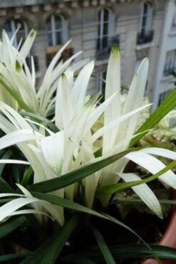 Okina Liriope (Frosted Monkey Grass) - 1 Gallon Pot -Plant Lover House Shop liriope muscari okina lilyturf 5