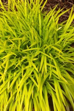 Gold Ingot Liriope (Golden Lilyturf) - 6 Pack Of 1 Gallon Pots 12 Gold Ingot Liriope (Golden Lilyturf) - 6 Pack Of 1 Gallon Pots -Plant Lover House Shop liriope muscari peedee ingot golden lilyturf 11