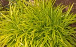 Gold Ingot Liriope (Golden Lilyturf) - 6 Pack Of 1 Gallon Pots 13 Gold Ingot Liriope (Golden Lilyturf) - 6 Pack Of 1 Gallon Pots -Plant Lover House Shop liriope muscari peedee ingot golden lilyturf 3