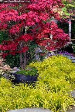 Gold Ingot Liriope (Golden Lilyturf) - 1 Gallon Pot -Plant Lover House Shop liriope muscari peedee ingot golden lilyturf 5