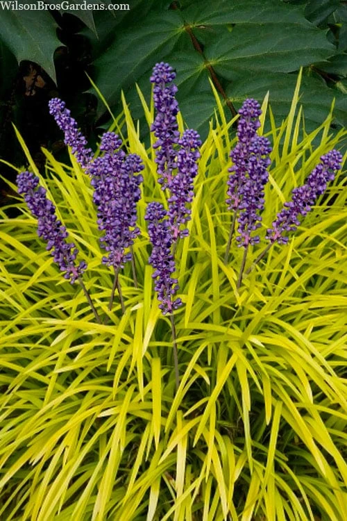 Gold Ingot Liriope (Golden Lilyturf) - 6 Pack Of 1 Gallon Pots 3 Gold Ingot Liriope (Golden Lilyturf) - 6 Pack Of 1 Gallon Pots