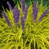 Gold Ingot Liriope (Golden Lilyturf) - 1 Gallon Pot -Plant Lover House Shop liriope muscari peedee ingot golden lilyturf 6
