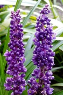 Royal Purple Liriope - Lilyturf - 18 Count Flats Of Pint Pots -Plant Lover House Shop liriope muscari royal purple lilyturf 103