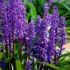 Royal Purple Liriope - Lilyturf - 18 Count Flats Of Pint Pots -Plant Lover House Shop liriope muscari royal purple lilyturf 105