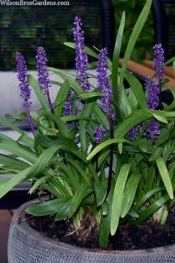 Royal Purple Liriope - Lilyturf - 18 Count Flats Of Pint Pots -Plant Lover House Shop liriope muscari royal purple lilyturf 106