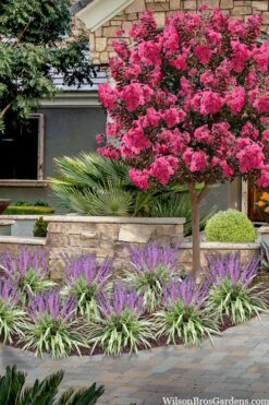 Variegated Liriope (Monkey Grass / Lilyturf) - 6 Pack Of 1 Gallon Pots -Plant Lover House Shop liriope muscari variegata variegated liriope lilyturf 2