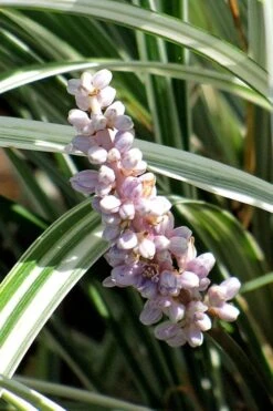 Silver Dragon Liriope - Lilyturf - 18 Count Flats Of Pint Pots -Plant Lover House Shop liriope spicata silver dragon lilyturf 102