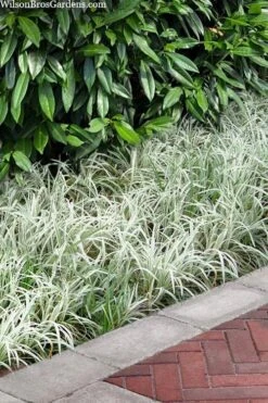 Silver Dragon Liriope - Lilyturf - 18 Count Flats Of Pint Pots -Plant Lover House Shop liriope spicata silver dragon lilyturf 106