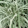 Silver Dragon Liriope - Lilyturf - 18 Count Flats Of Pint Pots -Plant Lover House Shop liriope spicata silver dragon lilyturf 107