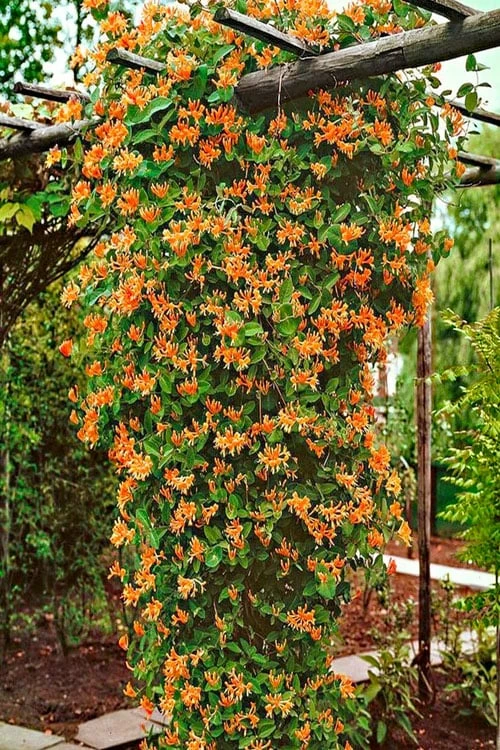 Mandarin Orange Honeysuckle Vine - 2 Gallon Pot 5 Mandarin Orange Honeysuckle Vine - 2 Gallon Pot - Image 3