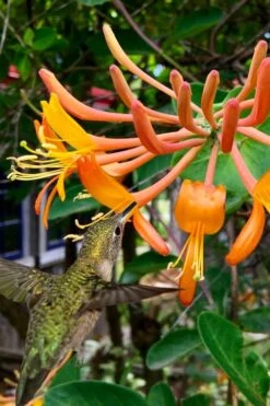Mandarin Orange Honeysuckle Vine - 12" Pot -Plant Lover House Shop lonicera mandarin orange honeysuckle vine 14
