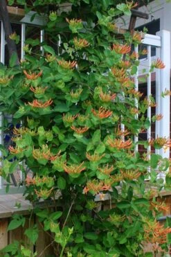 Mandarin Orange Honeysuckle Vine - 1 Gallon Pot -Plant Lover House Shop lonicera mandarin orange honeysuckle vine 20 3