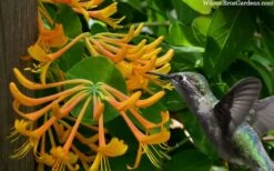 Mandarin Orange Honeysuckle Vine - 1 Gallon Pot -Plant Lover House Shop lonicera mandarin orange honeysuckle vine 23 3