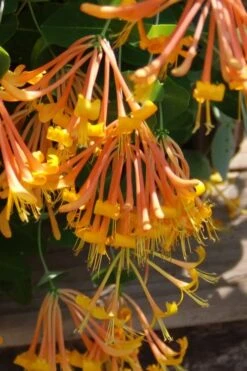 Mandarin Orange Honeysuckle Vine - 5 Gallon Pot -Plant Lover House Shop lonicera mandarin orange honeysuckle vine 27 1