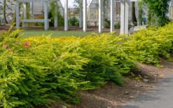Thunderbolt Golden Box Honeysuckle - 3 Gallon Pot -Plant Lover House Shop lonicera nitida thunderbolt box honeysuckle 1