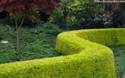 Thunderbolt Golden Box Honeysuckle - 3 Gallon Pot -Plant Lover House Shop lonicera nitida thunderbolt box honeysuckle 4