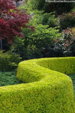 Thunderbolt Golden Box Honeysuckle - 3 Gallon Pot -Plant Lover House Shop lonicera nitida thunderbolt box honeysuckle 5