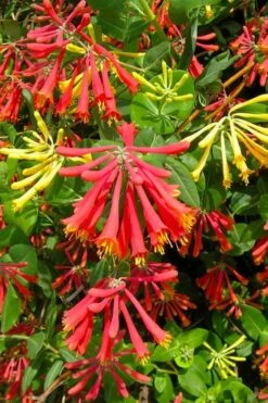 Honey Coral Red Trumpet Honeysuckle - 1 Gallon Pot -Plant Lover House Shop lonicera sempervirens honey coral red trumpet honeysuckle 1